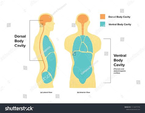 diagram   dorsal  ventral cavitiesdorsaldiagramcavities