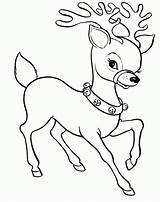 Reindeer Noel Renne Colouring Drawings Femelle Rudolph Xmas Nosed Becuo Coloringhome sketch template