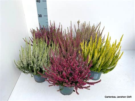calluna vulgaris beauty ladies mix plant wholesale floraccess