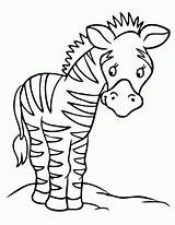 Zebras Zebre Ausmalen Colouring Coloring4free Ausmalbild Coloringme Coloringpages Coloringhome Pinu Zdroj Azcoloring sketch template