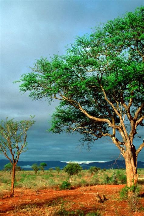 beautiful africa national parks beautiful nature landscape