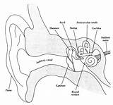 Labeled Labelled Senses Dewey Auditiv Russ Urechea Tinnitus Sistemul Urechii Structura Scientia Physiology Clil Prin Externă şi Smysly Diagrams sketch template
