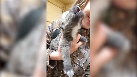 adorable   wolf pup howling    time