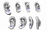 Anime Ears Draw Ear Step Guide Tragus Lobe Three Simple Indicated Studies Antitragus sketch template