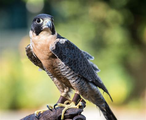 peregrine falcon lindsay wildlife experience