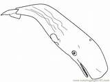 Sperm Whale Coloring Pages Printable Color Coloringpages101 Animals 487px 64kb sketch template