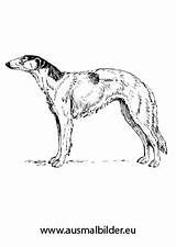 Windhund Russischer Hund Sitzender Malvorlage Ausdrucken sketch template
