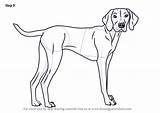 Vizsla Dog Draw Drawing Step Dogs Tutorials Line Drawings Drawingtutorials101 Animal Animals Choose Board sketch template
