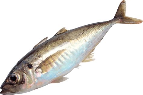 fish png image