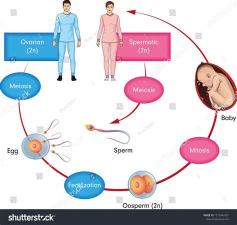 human reproductive process images stock  vectors