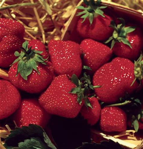 grow strawberries  containers container garden club