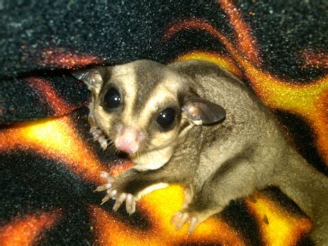 starter cages   sugar gliders  young  adopt    bond  gliders  mad