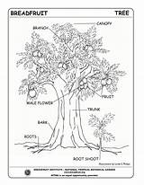 Coloring Parts Pages Plant Tree Roots Getcolorings Color Getdrawings sketch template