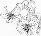 Coloring Tiger Lilies sketch template