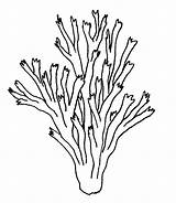 Coloring Pages Cliparts Seaweed Coral Attribution Forget Link Don sketch template