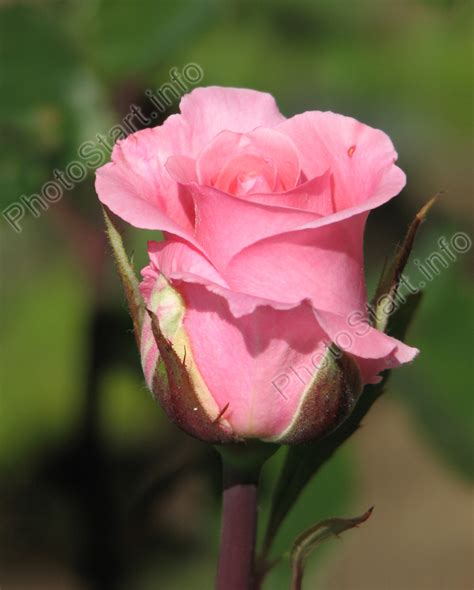Фото Классический бутон розовой розы ФотоСтарт