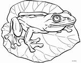Frog Coloring Outline Lily Pages Pad Drawing Pads Frogs Realistic Flower Visit Cute sketch template