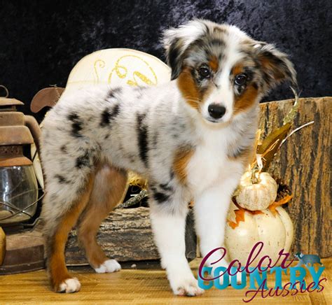 luccheses blue merle female  color country aussies