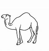 Camel Coloring Pages Animal sketch template