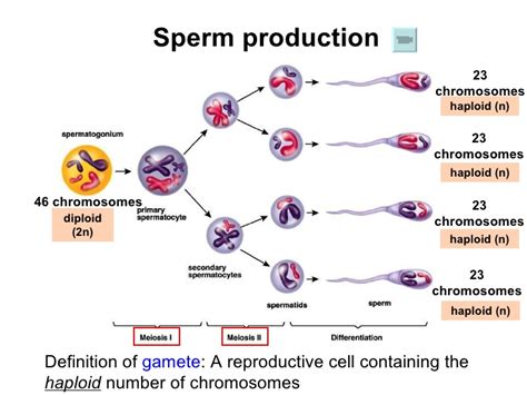 sperm reproduction