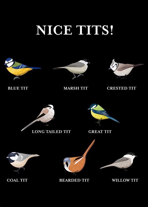 Nice Tits Funny Bird Poster By Qwertydesigns Displate