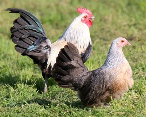 resultat de recherche dimages pour poules poule de race poule  la ferme de beaumont