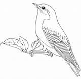 Nightingale Coloring Getdrawings Drawing sketch template