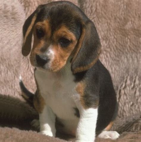 miniature beagles  adoption hubpages
