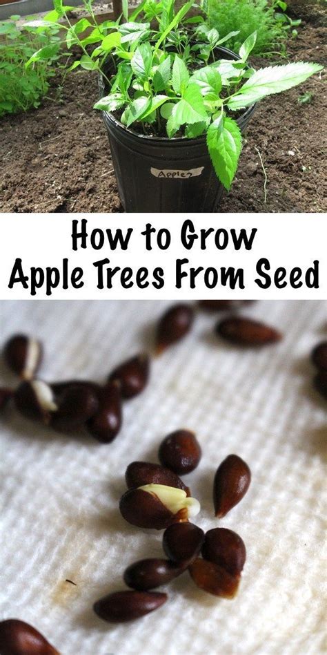 grow apple trees  seed apple tree  seed fruit trees