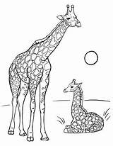 Coloring Savannah Getcolorings Giraffe sketch template