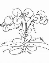 Pea Sweet Coloring Pages Flowers Princess Flower Drawing Getdrawings Vines Getcolorings Printable sketch template