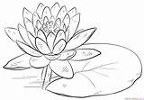 Water Lily Drawing Pad Draw Step Flower Lilies Board Choose Drawings Tutorials Flowers Plant sketch template
