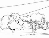 Pohon Mewarnai Forest Milik Berbagai Koleksi Gambarcoloring Terdapat sketch template