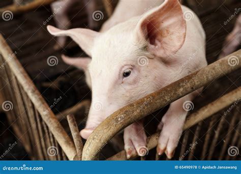 pigs playing happily stock photo image  feeding