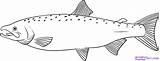 Salmon Drawings Fish Draw Line Step Drawing Coloring Chinook Outline Pages Printable Fishing Activity Run Dragoart Visit Choose Board Resources sketch template