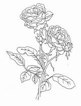 Coloring Rose Pages Realistic Printable Roses Flower Compass Cute Pretty Colouring Color Sheets Beautiful Adults Sheet Library Print Colorings Kids sketch template