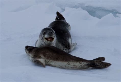beautiful leopard seal  pup seals   pups pinterest pup seal pup  seal