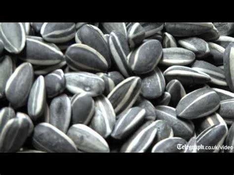 ai weiweis sunflower seeds   tate youtube