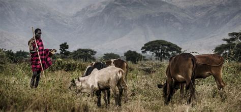 finding climate solutions in the livestock sector