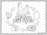 Cycle Life Chicken Craftivity Grade Craft Subject Science Kindergarten sketch template