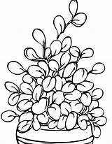 Coloring Plants Pages Potted Plantas Para Colorir Plant Desenho Pots sketch template