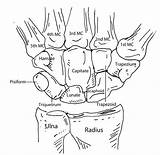 Anatomy Hand Bones Human Bone Physiology Wrist Carpal Diagram Medical Drawing Coloring Carpals Worksheet Skeleton Labeled Sketch Skeletal Pages Study sketch template