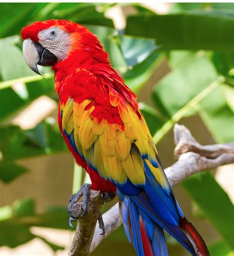 macaw birds  sale philadelphia pa  petzlover