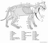 Skeleton Cat Coloring Printable Cats Anatomy Animal Worksheets Veterinary Skeletons Book Feline Pages Kids Acupuncture Books Choose Board sketch template