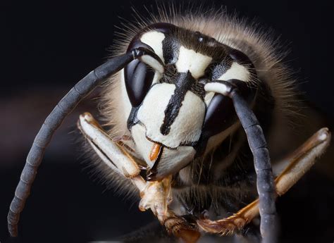 bald faced hornet nps national capital region bees  wasps inaturalist