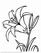 Flower Lily Coloring Pages Drawing Printable Lilies Line Flowers Colouring Drawings Print Book Choose Board sketch template