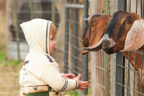 ecoli cases  petting zoos  ag fairs safe  kids modern farmer
