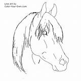 Head Horse Coloring Pages Realistic Arabian Color Stallion Resolution sketch template