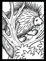 Porcupine Coloring Pages Tree Printable Drawing Line Colouring Color Porcupines Animals Clipart Cute Atozkidsstuff Paintingvalley Print Library Animal Collection Categories sketch template