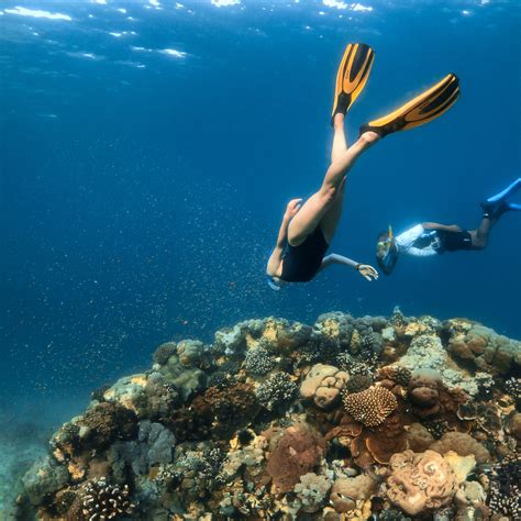 snorkeling  conservation  manta resort
